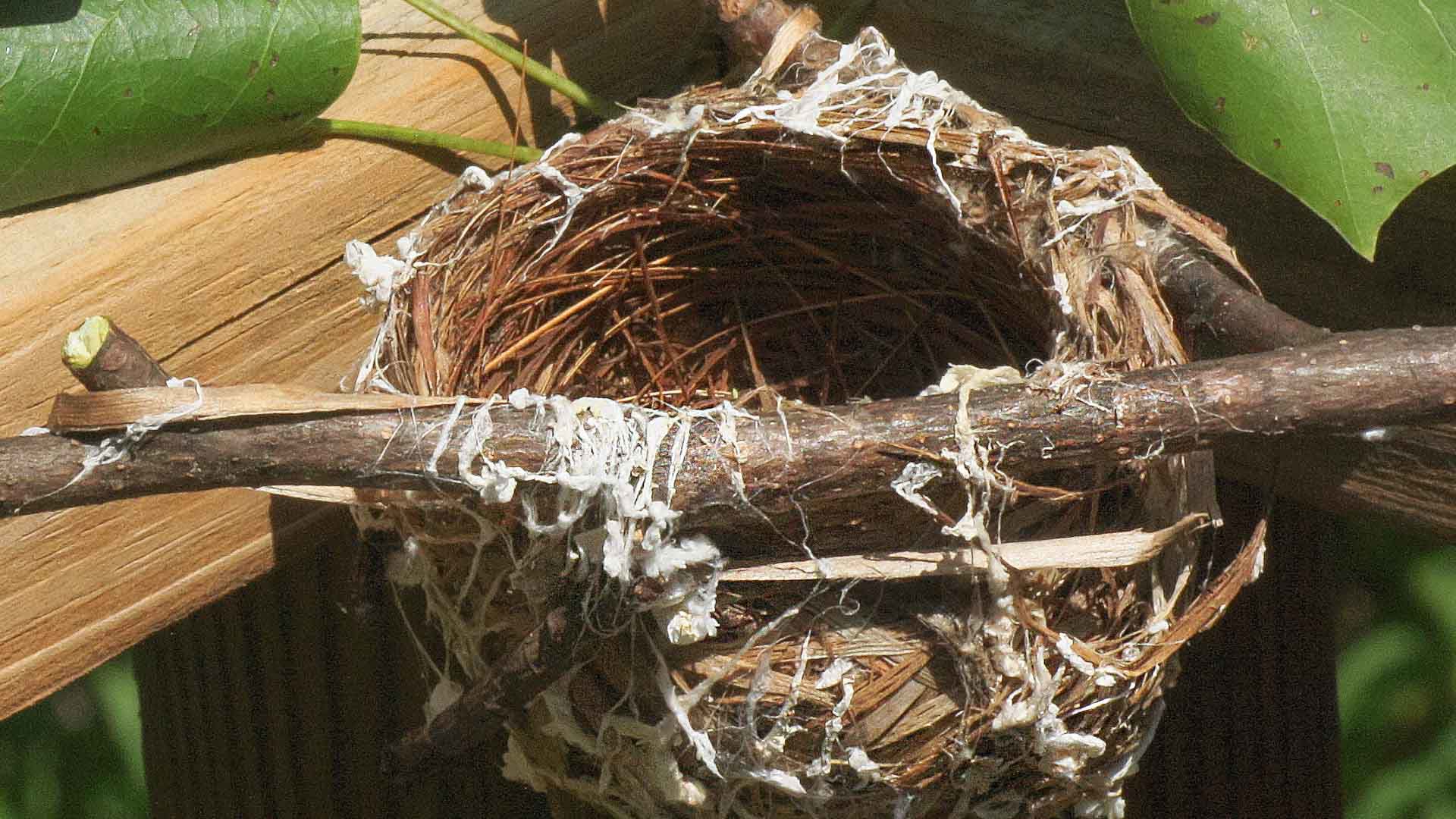 Empty Red-eyed Vireo nest found in Tuliptree cut down in back of the Johnsons' house